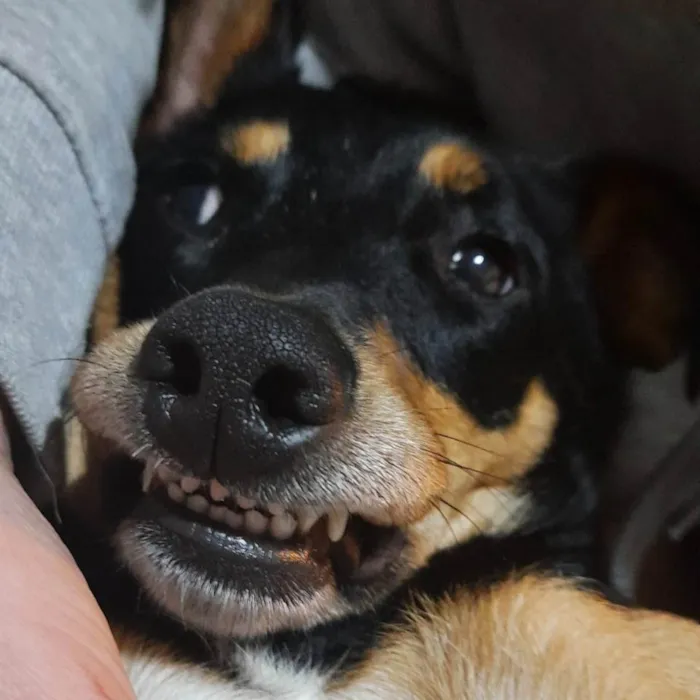 Cachorro ra a SRD-ViraLata idade 6 ou mais anos nome Maxwell