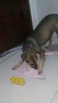 Juca e amora