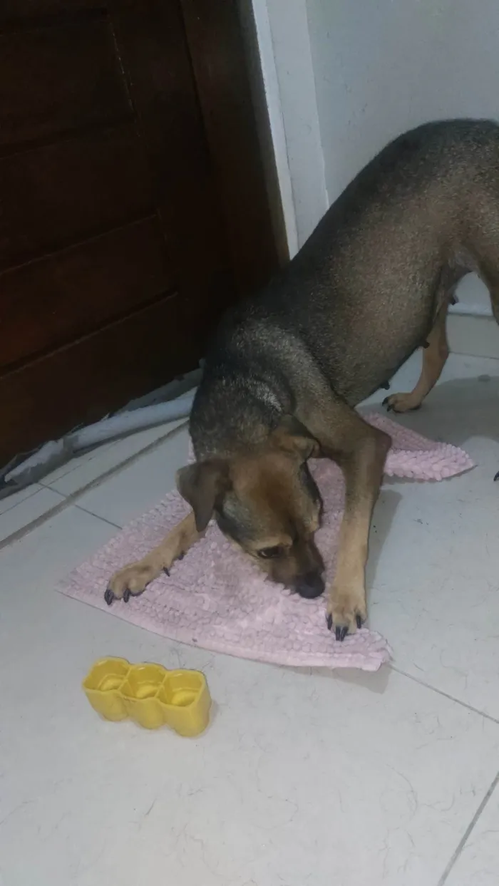 Cachorro ra a SRD-ViraLata idade 5 anos nome Juca e amora