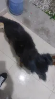 Juca e amora