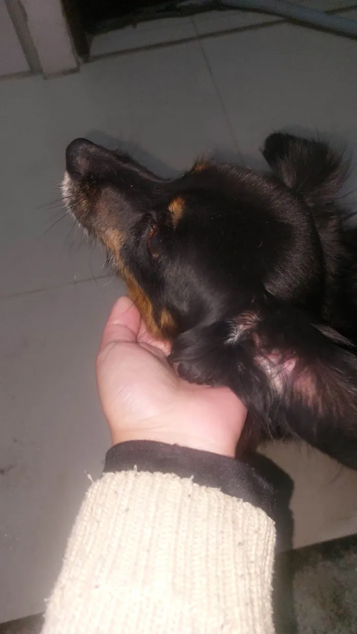 Cachorro ra a SRD-ViraLata idade 5 anos nome Juca e amora
