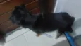 Juca e amora