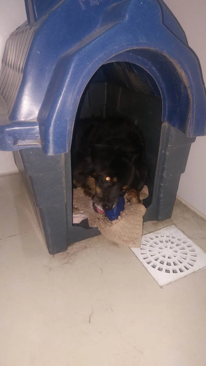 Cachorro ra a SRD-ViraLata idade 5 anos nome Juca e amora
