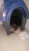 Juca e amora