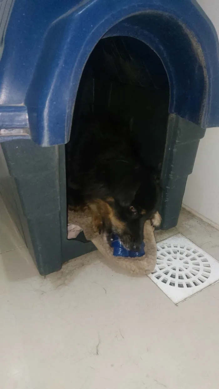 Cachorro ra a SRD-ViraLata idade 5 anos nome Juca e amora