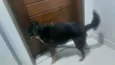 Juca e amora