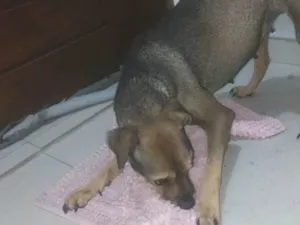 Cachorro raça SRD-ViraLata idade 5 anos nome Juca e amora
