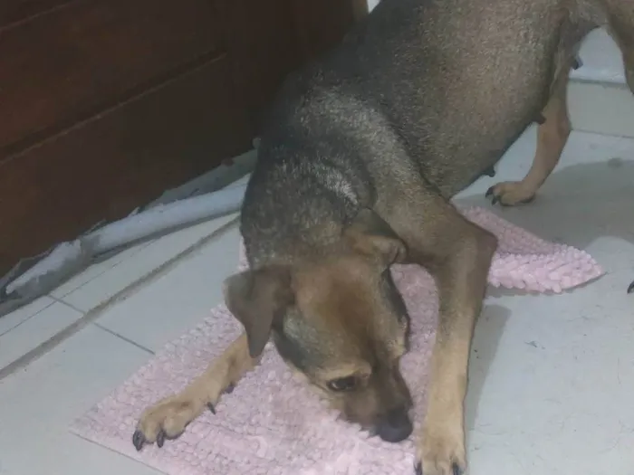 Cachorro ra a SRD-ViraLata idade 5 anos nome Juca e amora