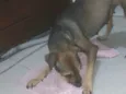 Juca e amora