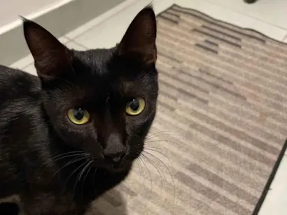 Gato raça SRD-ViraLata idade 7 a 11 meses nome Pantera negra 