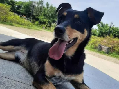 Cachorro raça SRD-ViraLata idade 6 ou mais anos nome Maxwell
