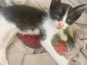 Gato raça SRD-ViraLata idade Abaixo de 2 meses nome Gatinhos 
