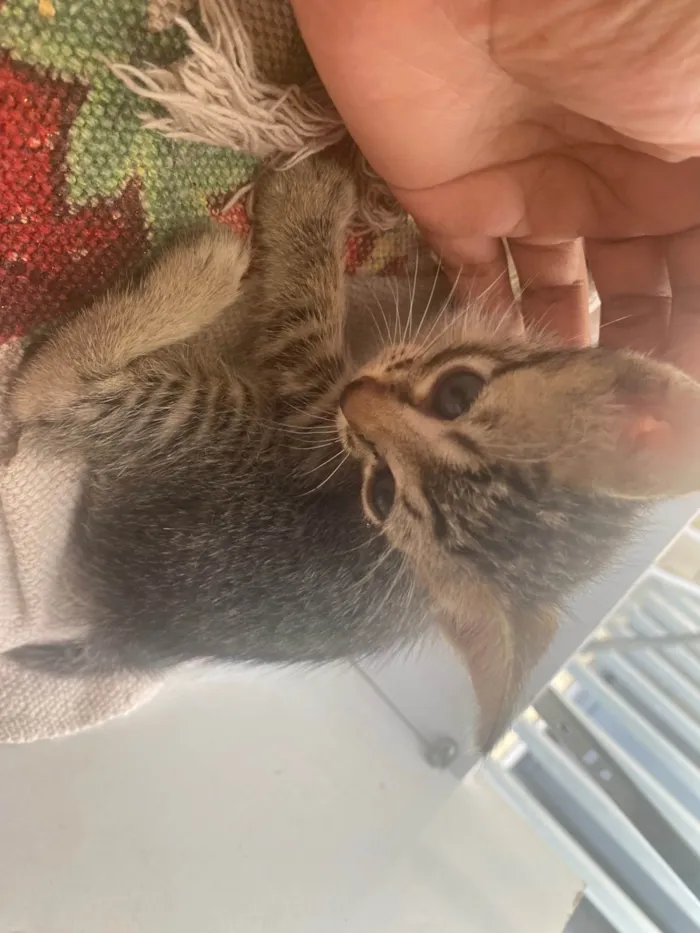 Gato ra a SRD-ViraLata idade Abaixo de 2 meses nome Gatinhos 