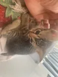 Gatinhos