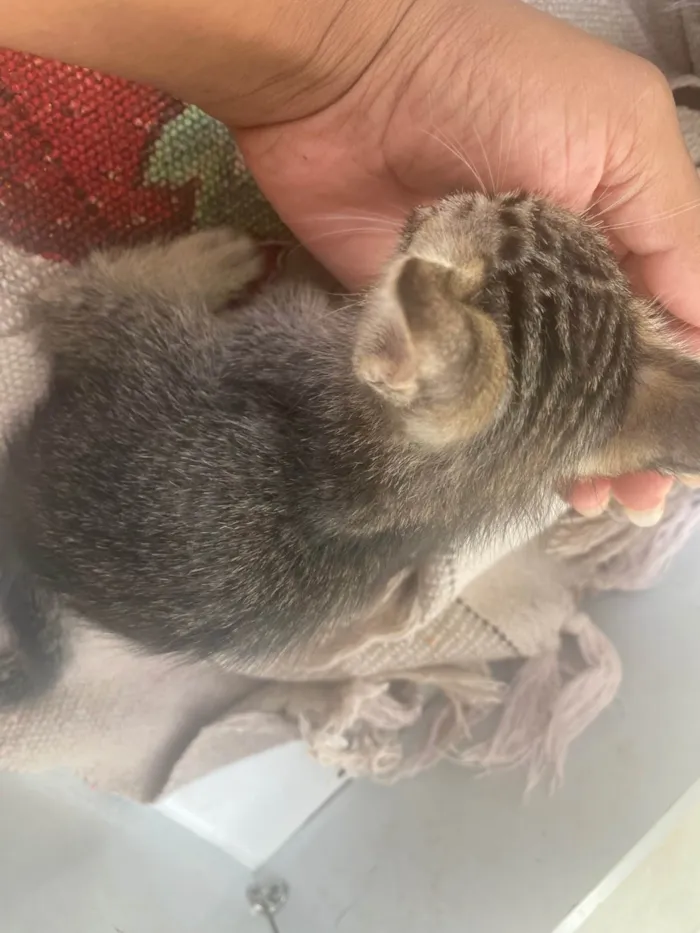 Gato ra a SRD-ViraLata idade Abaixo de 2 meses nome Gatinhos 