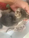Gatinhos