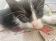 Gatinhos