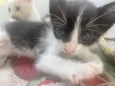 Gatinhos