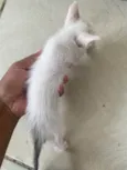 Gatinhos