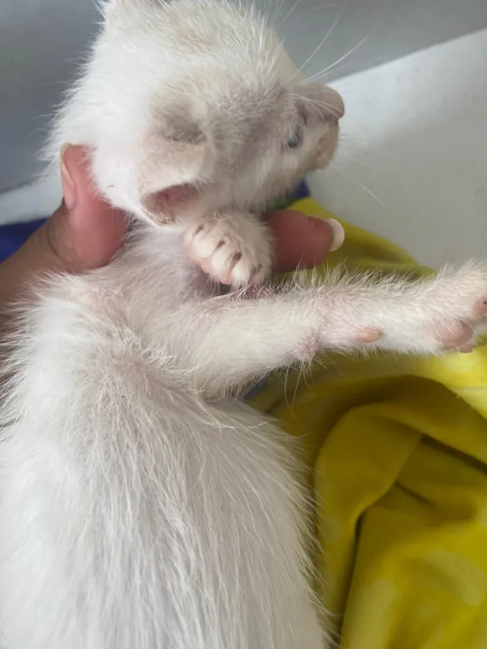 Gato ra a SRD-ViraLata idade Abaixo de 2 meses nome Gatinhos 