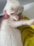 Gatinhos