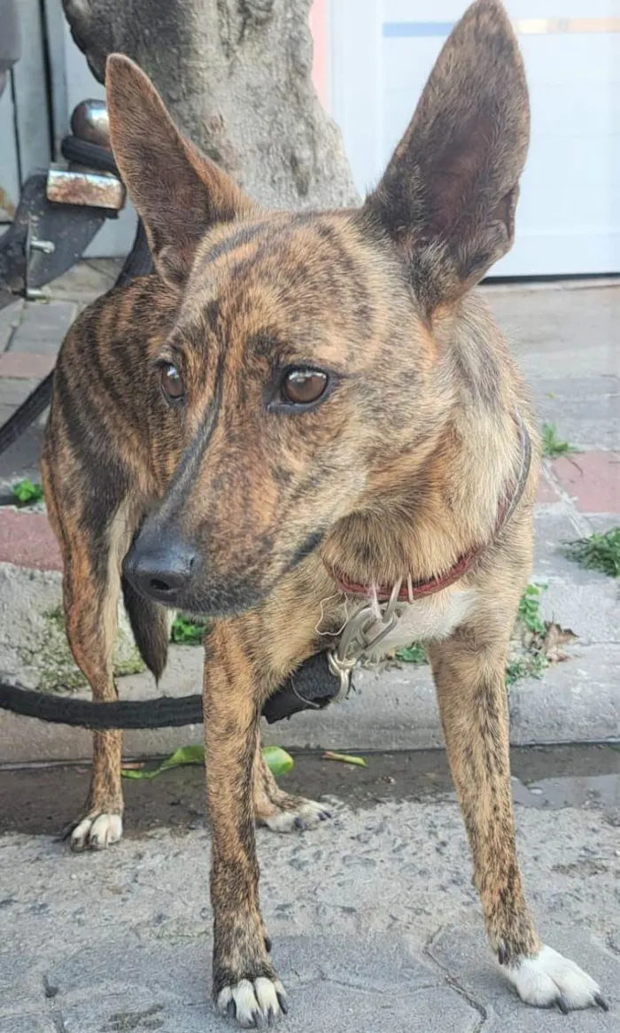 Cachorro ra a SRD-ViraLata idade 3 anos nome Tigresa
