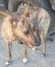 Tigresa