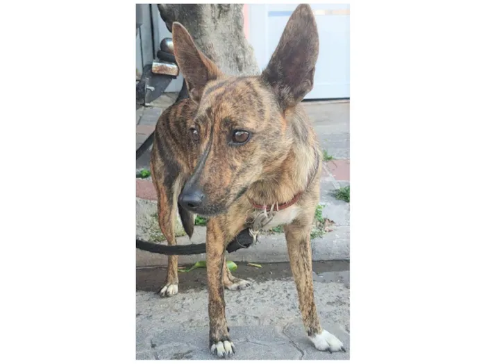 Cachorro ra a SRD-ViraLata idade 3 anos nome Tigresa