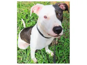 Cachorro raça SRD-ViraLata idade 7 a 11 meses nome Pirata