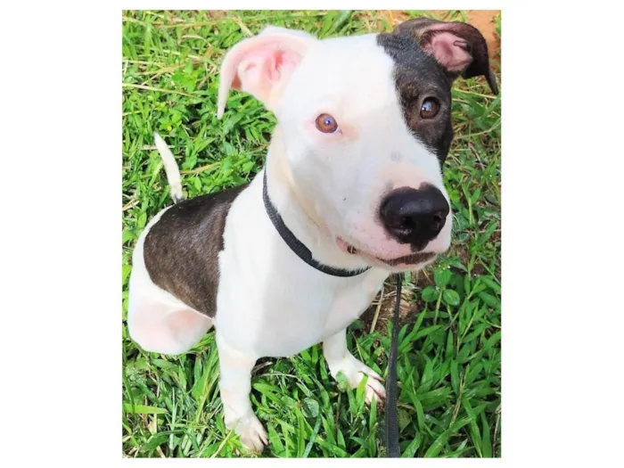 Cachorro ra a SRD-ViraLata idade 7 a 11 meses nome Pirata
