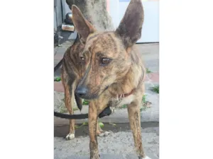 Cachorro raça SRD-ViraLata idade 3 anos nome Tigresa