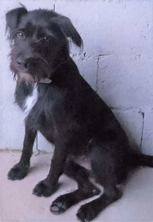 Cachorro ra a SRD-ViraLata idade 7 a 11 meses nome Paulinho