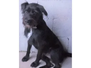 Cachorro raça SRD-ViraLata idade 7 a 11 meses nome Paulinho