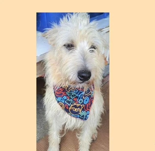 Cachorro ra a SRD-ViraLata idade 1 ano nome Marrone