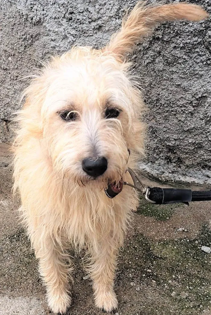 Cachorro ra a SRD-ViraLata idade 1 ano nome Marrone