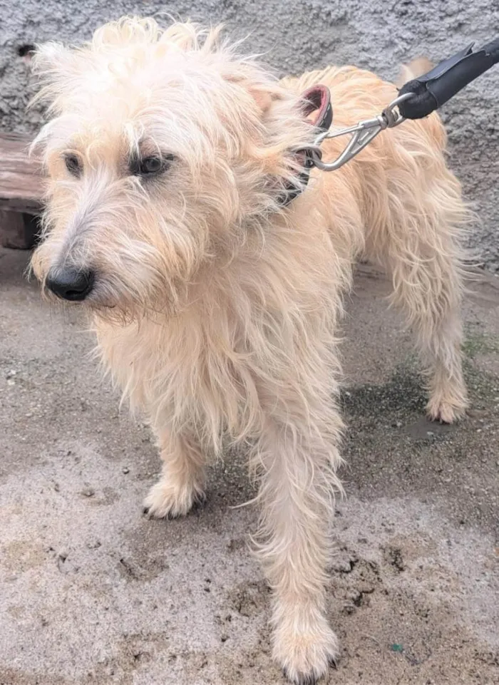 Cachorro ra a SRD-ViraLata idade 1 ano nome Marrone