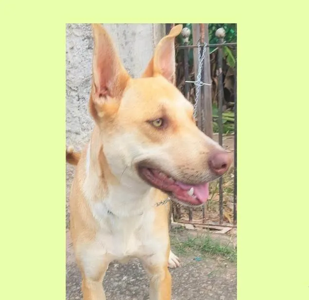 Cachorro ra a SRD-ViraLata idade 1 ano nome Dourado