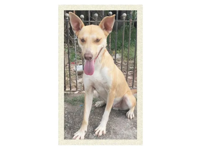 Cachorro ra a SRD-ViraLata idade 1 ano nome Dourado