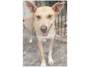 Cachorro raça SRD-ViraLata idade 1 ano nome Dourado