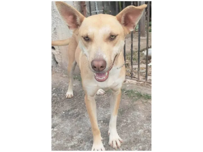 Cachorro ra a SRD-ViraLata idade 1 ano nome Dourado