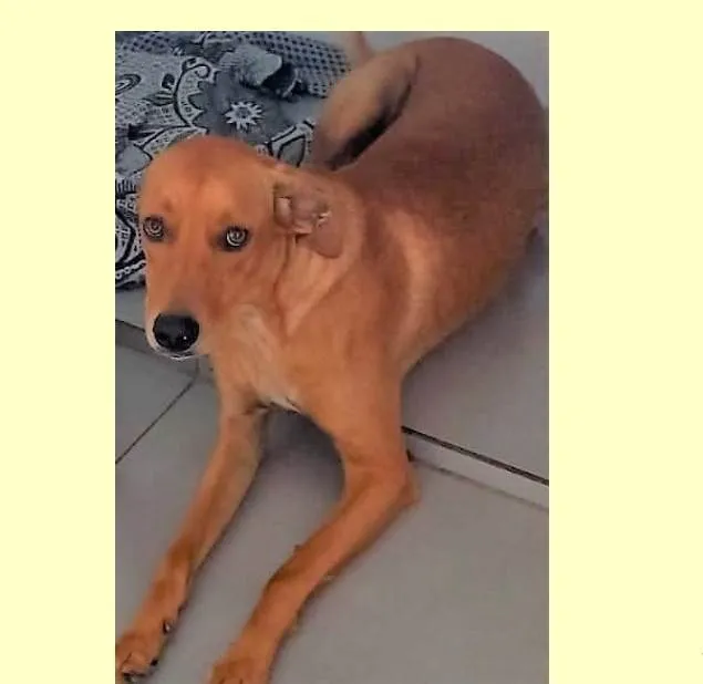 Cachorro ra a SRD-ViraLata idade 1 ano nome Dina
