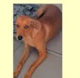 Dina