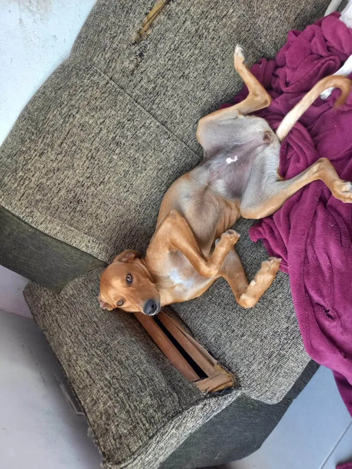 Cachorro ra a SRD-ViraLata idade 1 ano nome Dina