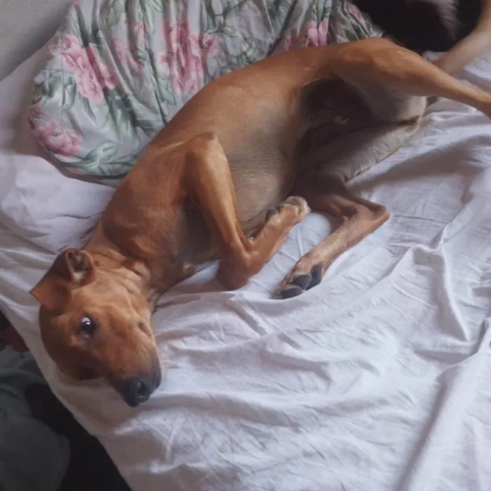 Cachorro ra a SRD-ViraLata idade 1 ano nome Dina