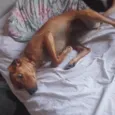 Dina