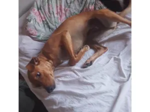 Cachorro raça SRD-ViraLata idade 1 ano nome Dina