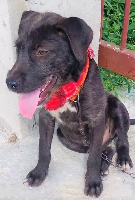 Cachorro ra a SRD-ViraLata idade 2 a 6 meses nome Simba