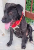 Simba