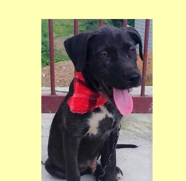 Cachorro ra a SRD-ViraLata idade 2 a 6 meses nome Simba