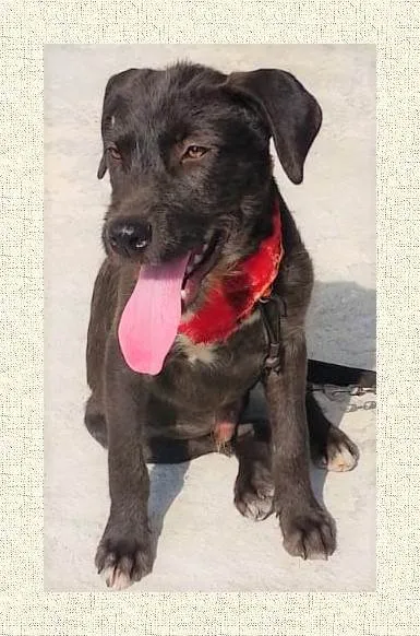 Cachorro ra a SRD-ViraLata idade 2 a 6 meses nome Simba